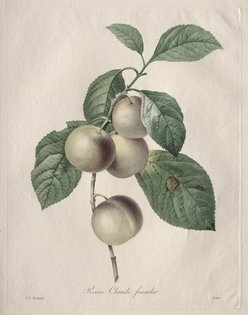 Reine Claude Plum - Cleveland Museum of Art